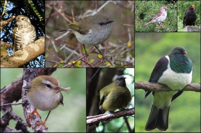 A few of Hinewai's residents: (top row from left) Shining Cuckoo, Grey Warbler, Redpoll, Blackbird; (bottom row) Rifleman, Bellbird, Kereru.