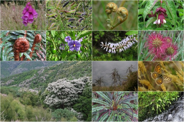 A selection of the plant diversity at Hinewai